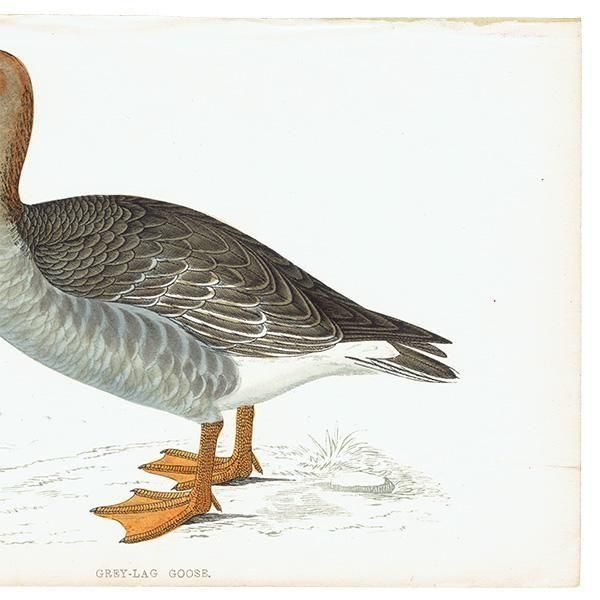 GREY-LAG GOOSE ϥ 1850ǯ ꥹ ƥץ ʪ  (A history of British birds)   0195