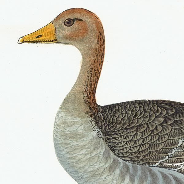 GREY-LAG GOOSE ϥ 1850ǯ ꥹ ƥץ ʪ  (A history of British birds)   0195