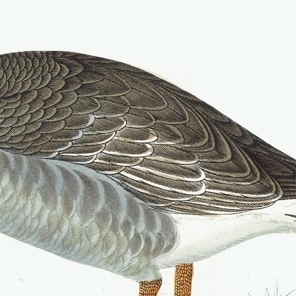 GREY-LAG GOOSE ϥ 1850ǯ ꥹ ƥץ ʪ  (A history of British birds)   0195