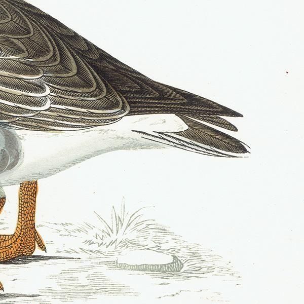 GREY-LAG GOOSE ϥ 1850ǯ ꥹ ƥץ ʪ  (A history of British birds)   0195
