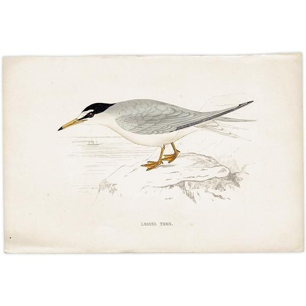 LESSER TERN ٥󥬥륢 1850ǯ ꥹ ƥץ ʪ  (A history of British birds)   0196