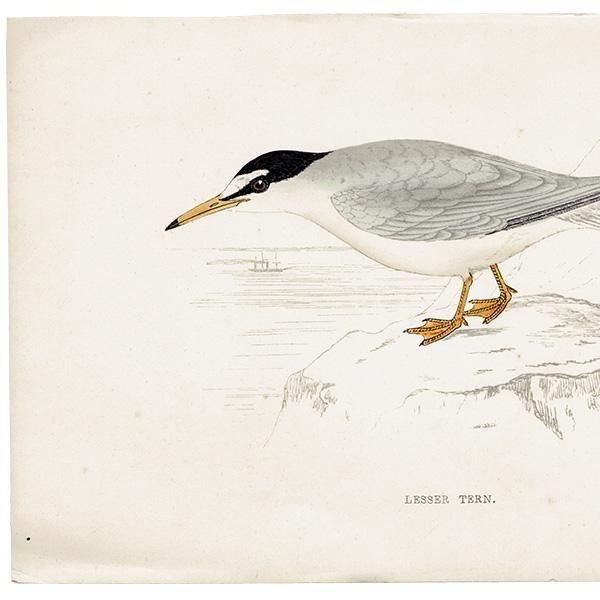 LESSER TERN ٥󥬥륢 1850ǯ ꥹ ƥץ ʪ  (A history of British birds)   0196