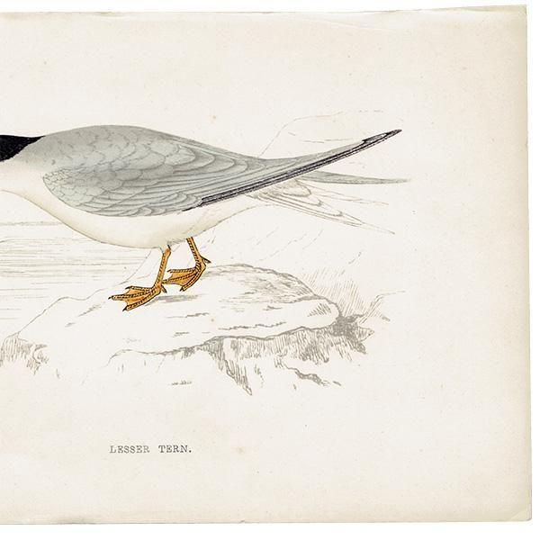 LESSER TERN ٥󥬥륢 1850ǯ ꥹ ƥץ ʪ  (A history of British birds)   0196
