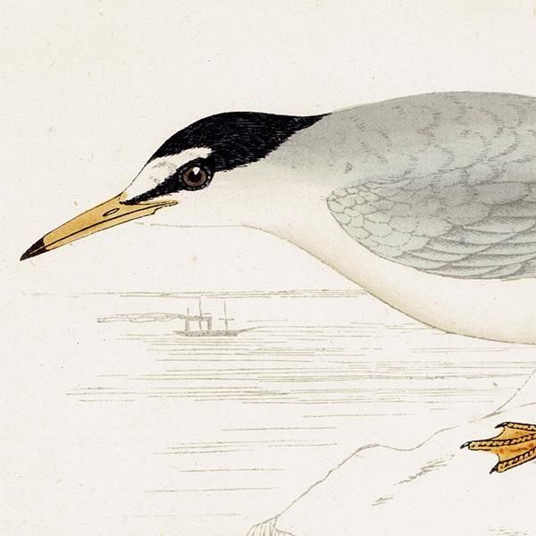 LESSER TERN ٥󥬥륢 1850ǯ ꥹ ƥץ ʪ  (A history of British birds)   0196