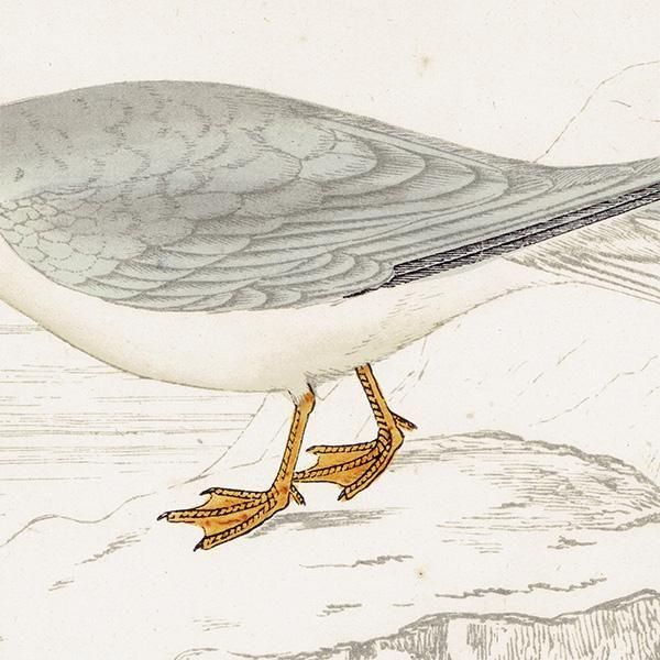 LESSER TERN ٥󥬥륢 1850ǯ ꥹ ƥץ ʪ  (A history of British birds)   0196