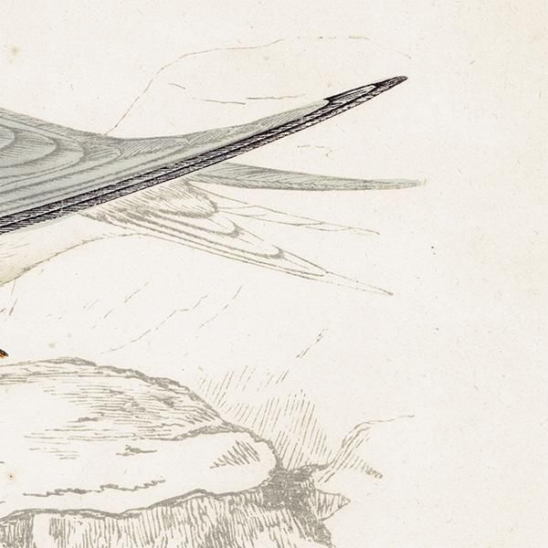 LESSER TERN ٥󥬥륢 1850ǯ ꥹ ƥץ ʪ  (A history of British birds)   0196