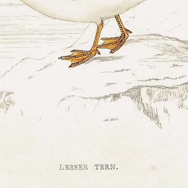 LESSER TERN ٥󥬥륢 1850ǯ ꥹ ƥץ ʪ  (A history of British birds)   0196