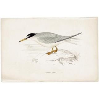 LESSER TERN ٥󥬥륢 1850ǯ ꥹ ƥץ ʪ  (A history of British birds)   0196