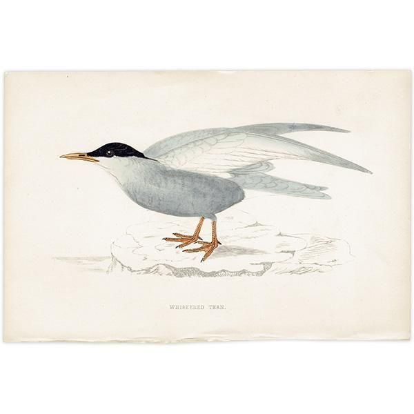 WHISKERED TERN ϥ饢 1850ǯ ꥹ ƥץ ʪ  (A history of British birds)   0197