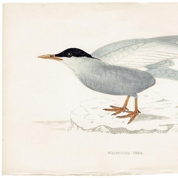 WHISKERED TERN ϥ饢 1850ǯ ꥹ ƥץ ʪ  (A history of British birds)   0197