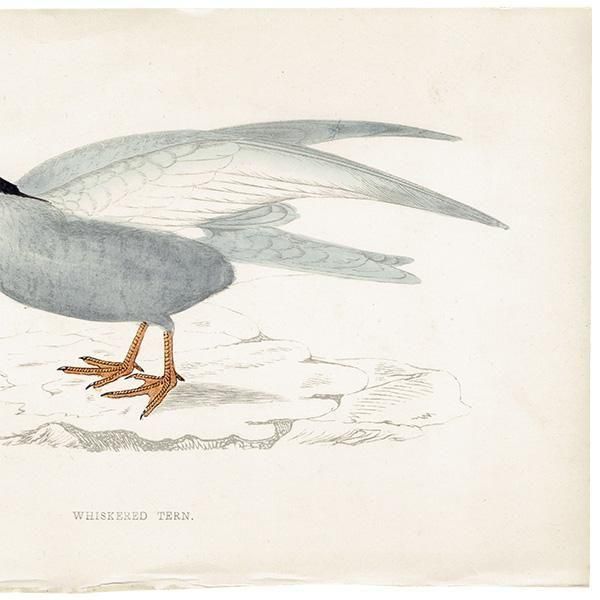 WHISKERED TERN ϥ饢 1850ǯ ꥹ ƥץ ʪ  (A history of British birds)   0197