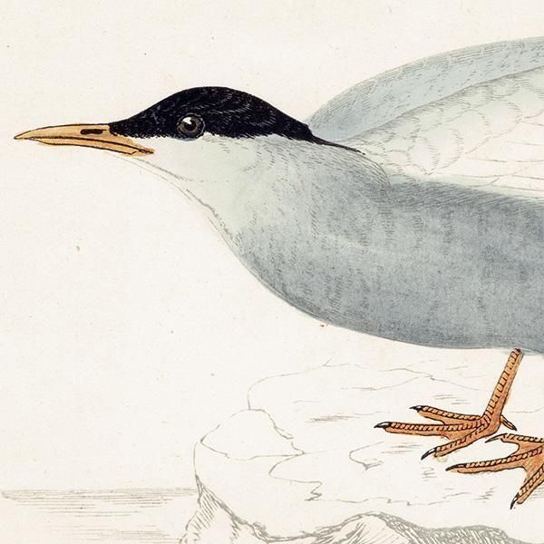 WHISKERED TERN ϥ饢 1850ǯ ꥹ ƥץ ʪ  (A history of British birds)   0197