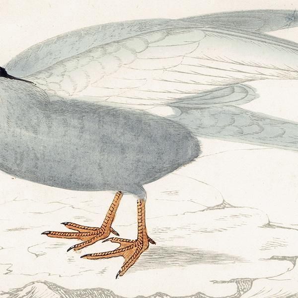 WHISKERED TERN ϥ饢 1850ǯ ꥹ ƥץ ʪ  (A history of British birds)   0197
