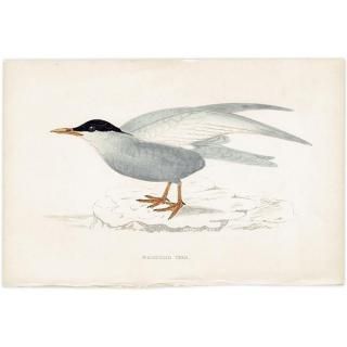 WHISKERED TERN ϥ饢 1850ǯ ꥹ ƥץ ʪ  (A history of British birds)   0197