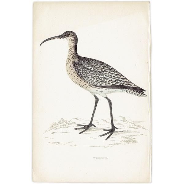 WHIMBREL 奦㥯 1850ǯ ꥹ ƥץ ʪ  (A history of British birds)   0198