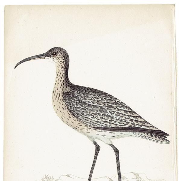 WHIMBREL 奦㥯 1850ǯ ꥹ ƥץ ʪ  (A history of British birds)   0198