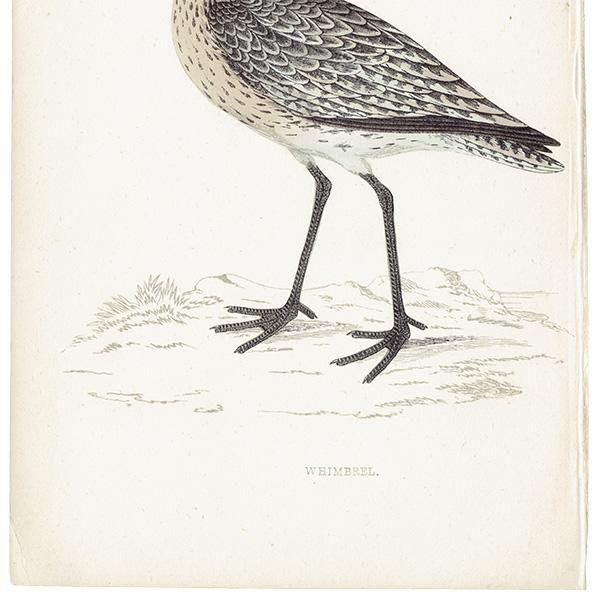 WHIMBREL 奦㥯 1850ǯ ꥹ ƥץ ʪ  (A history of British birds)   0198