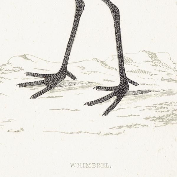 WHIMBREL 奦㥯 1850ǯ ꥹ ƥץ ʪ  (A history of British birds)   0198