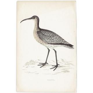 WHIMBREL 奦㥯 1850ǯ ꥹ ƥץ ʪ  (A history of British birds)   0198
