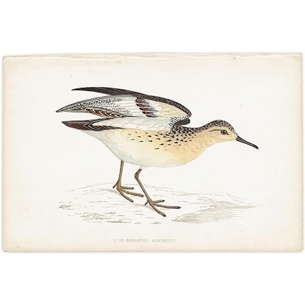 BUFF-BREASTED SANDPIPER 󥷥 1850ǯ ꥹ ƥץ ʪ  (A history of British birds)   0199