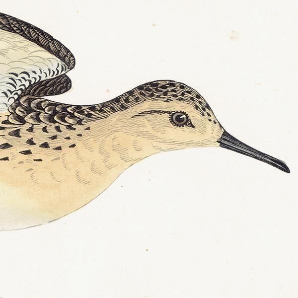 BUFF-BREASTED SANDPIPER 󥷥 1850ǯ ꥹ ƥץ ʪ  (A history of British birds)   0199