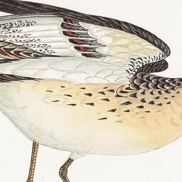 BUFF-BREASTED SANDPIPER 󥷥 1850ǯ ꥹ ƥץ ʪ  (A history of British birds)   0199
