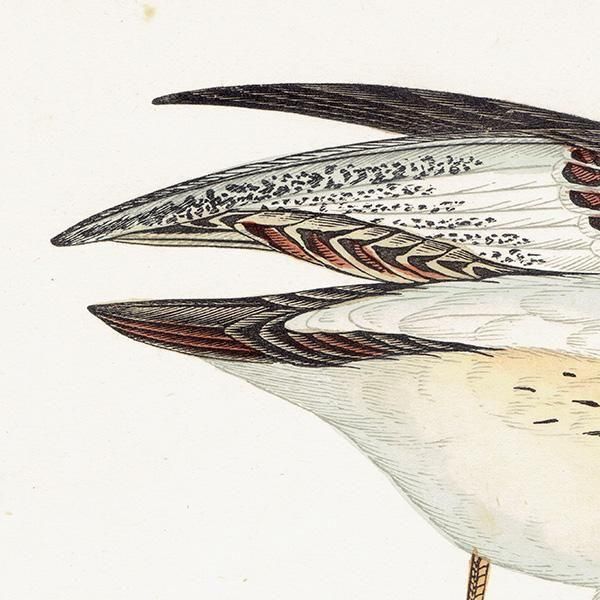 BUFF-BREASTED SANDPIPER 󥷥 1850ǯ ꥹ ƥץ ʪ  (A history of British birds)   0199