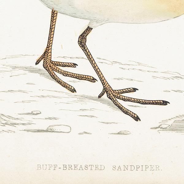 BUFF-BREASTED SANDPIPER 󥷥 1850ǯ ꥹ ƥץ ʪ  (A history of British birds)   0199