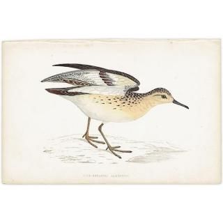 BUFF-BREASTED SANDPIPER 󥷥 1850ǯ ꥹ ƥץ ʪ  (A history of British birds)   0199