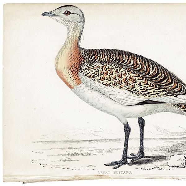 GREAT BUSTARD Υ 1850ǯ ꥹ ƥץ ʪ  (A history of British birds)   0200
