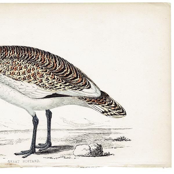 GREAT BUSTARD Υ 1850ǯ ꥹ ƥץ ʪ  (A history of British birds)   0200