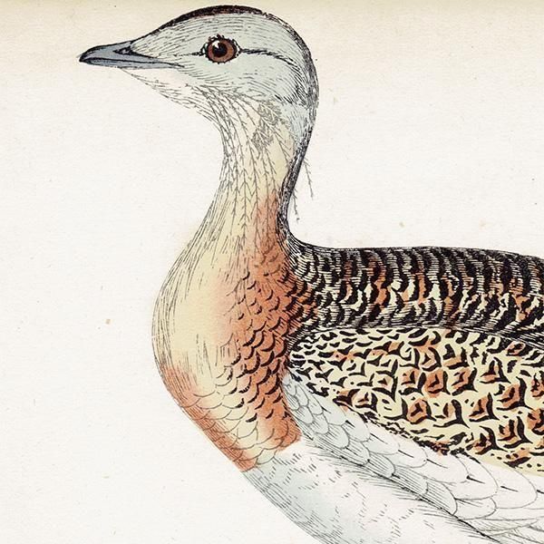 GREAT BUSTARD Υ 1850ǯ ꥹ ƥץ ʪ  (A history of British birds)   0200