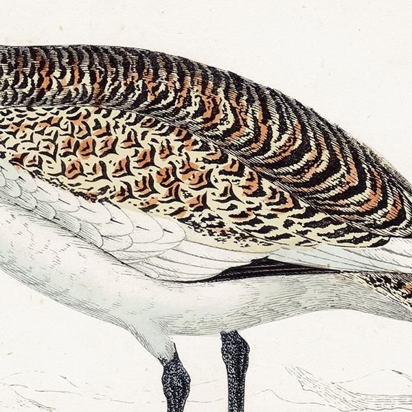 GREAT BUSTARD Υ 1850ǯ ꥹ ƥץ ʪ  (A history of British birds)   0200