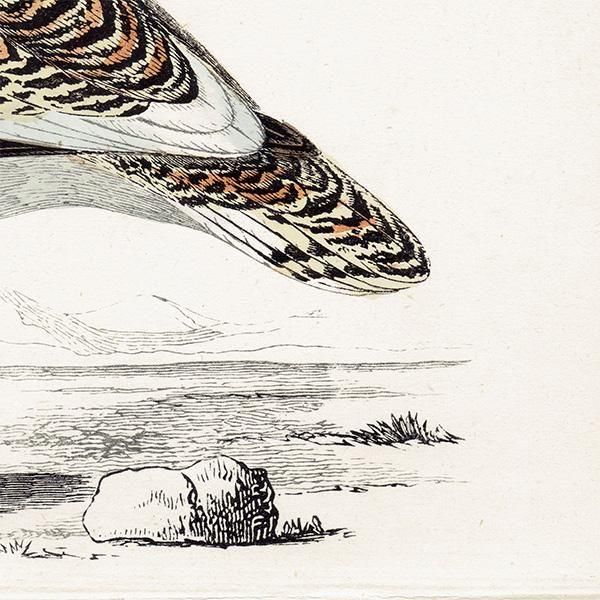 GREAT BUSTARD Υ 1850ǯ ꥹ ƥץ ʪ  (A history of British birds)   0200