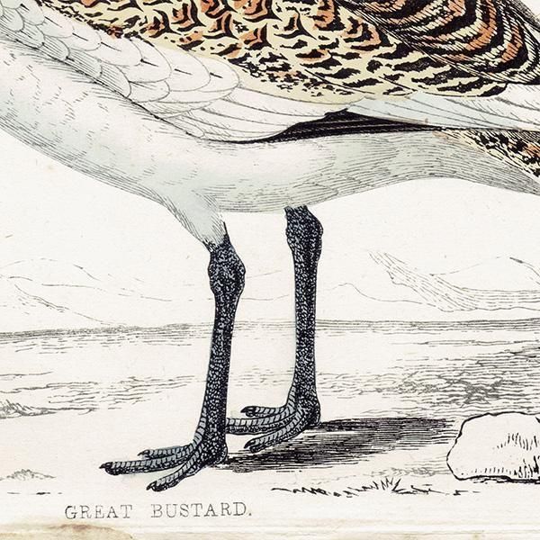 GREAT BUSTARD Υ 1850ǯ ꥹ ƥץ ʪ  (A history of British birds)   0200