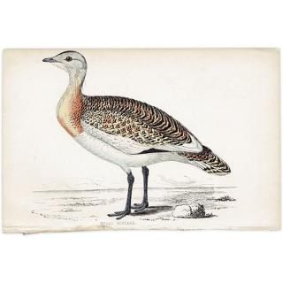 鳥(Birds) - インテリアにプラスしたくなる アンティーク と 鳥(Birds) - インテリアにプラスしたくなる アンティーク と