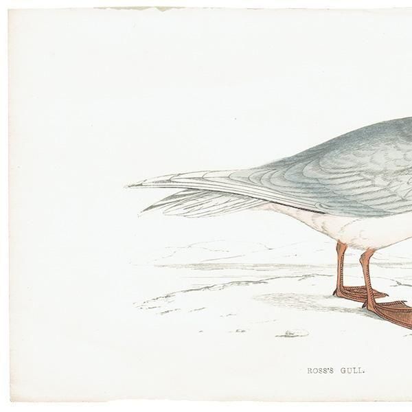 ROSS'S GULL ҥ᥯ӥ參 1850ǯ ꥹ ƥץ ʪ  (A history of British birds)   0201