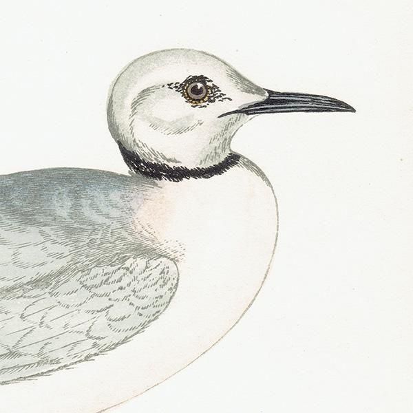 ROSS'S GULL ҥ᥯ӥ參 1850ǯ ꥹ ƥץ ʪ  (A history of British birds)   0201