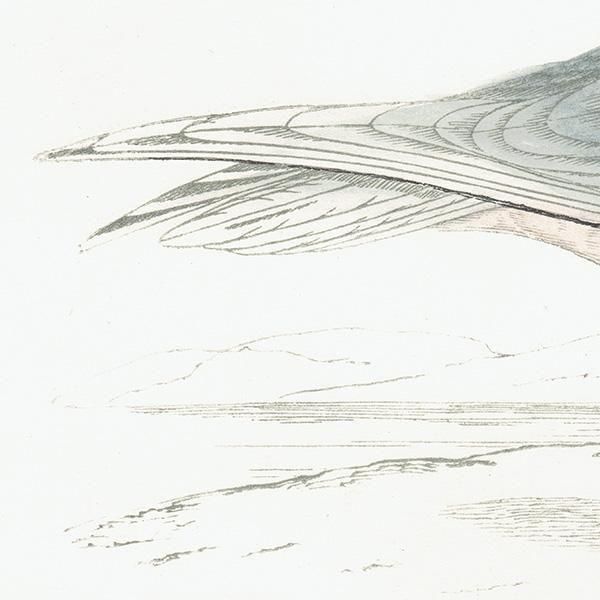 ROSS'S GULL ҥ᥯ӥ參 1850ǯ ꥹ ƥץ ʪ  (A history of British birds)   0201