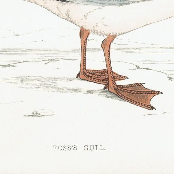 ROSS'S GULL ҥ᥯ӥ參 1850ǯ ꥹ ƥץ ʪ  (A history of British birds)   0201