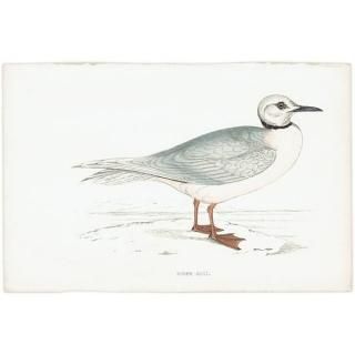 ROSS'S GULL ҥ᥯ӥ參 1850ǯ ꥹ ƥץ ʪ  (A history of British birds)   0201