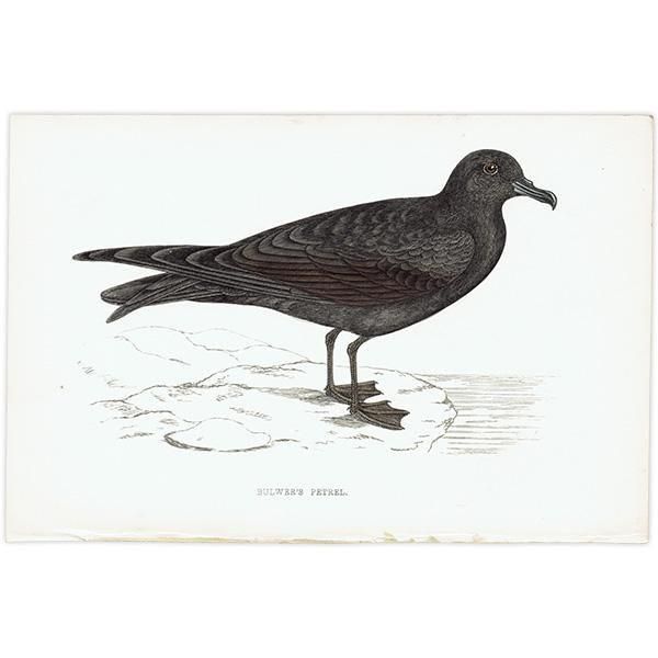 BULWER'S PETREL ʥɥ 1850ǯ ꥹ ƥץ ʪ  (A history of British birds)   0202