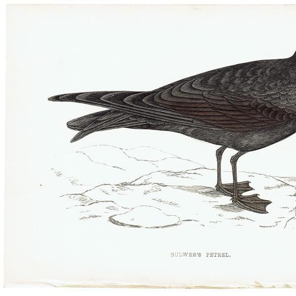 BULWER'S PETREL ʥɥ 1850ǯ ꥹ ƥץ ʪ  (A history of British birds)   0202