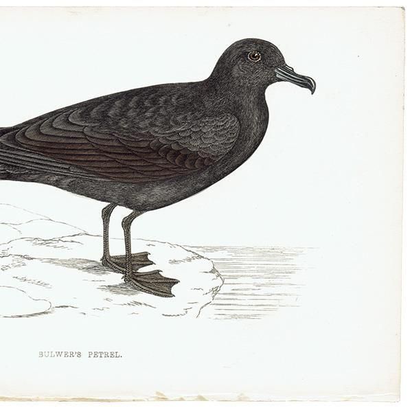 BULWER'S PETREL ʥɥ 1850ǯ ꥹ ƥץ ʪ  (A history of British birds)   0202