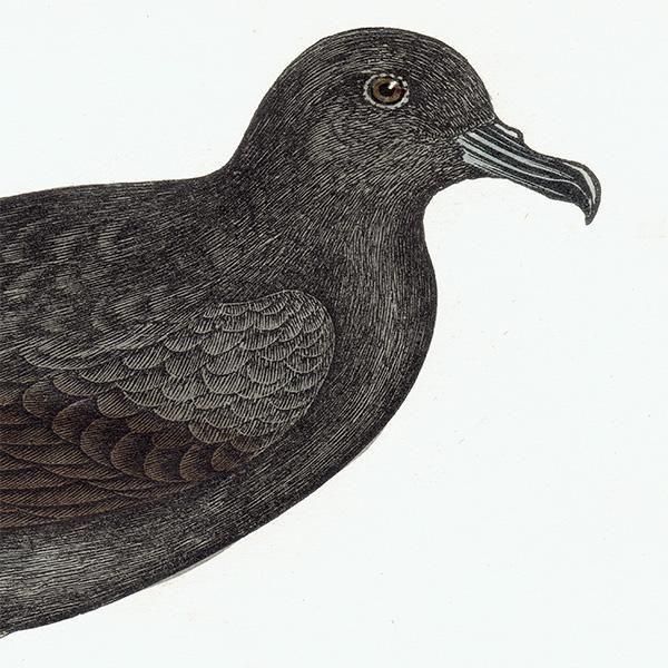 BULWER'S PETREL ʥɥ 1850ǯ ꥹ ƥץ ʪ  (A history of British birds)   0202