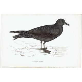 鳥(Birds) - インテリアにプラスしたくなる アンティーク と 鳥(Birds) - インテリアにプラスしたくなる アンティーク と