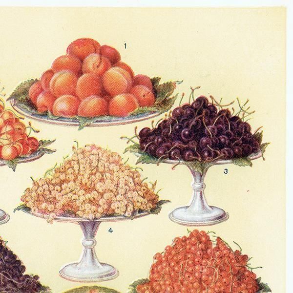 ߥӡȥβܤ ե롼 DESSERT FRUIT 1923ǯ ꥹƥץ 0164