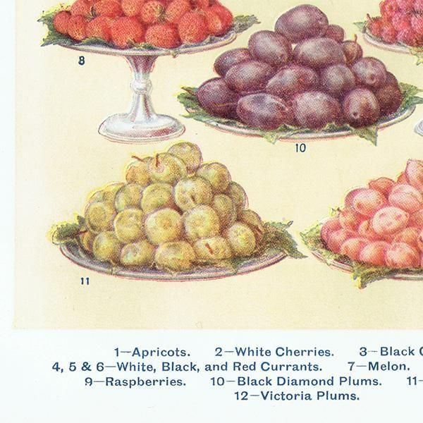 ߥӡȥβܤ ե롼 DESSERT FRUIT 1923ǯ ꥹƥץ 0164