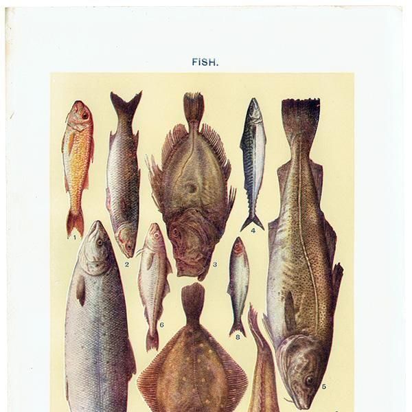 ߥӡȥβܤ  FISH 1923ǯ ꥹƥץ 0165