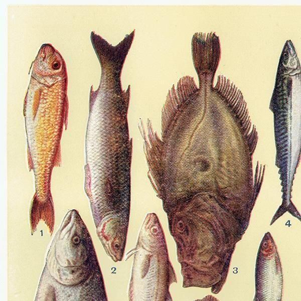 ߥӡȥβܤ  FISH 1923ǯ ꥹƥץ 0165